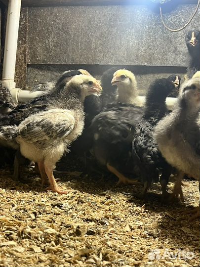 Цветной бройлер 15 дней