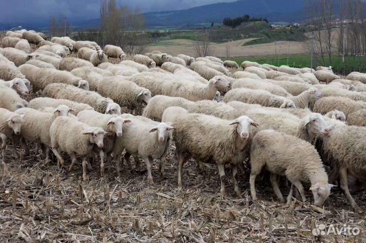 Овцы бараны
