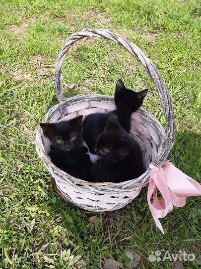 Чёрные котята котики