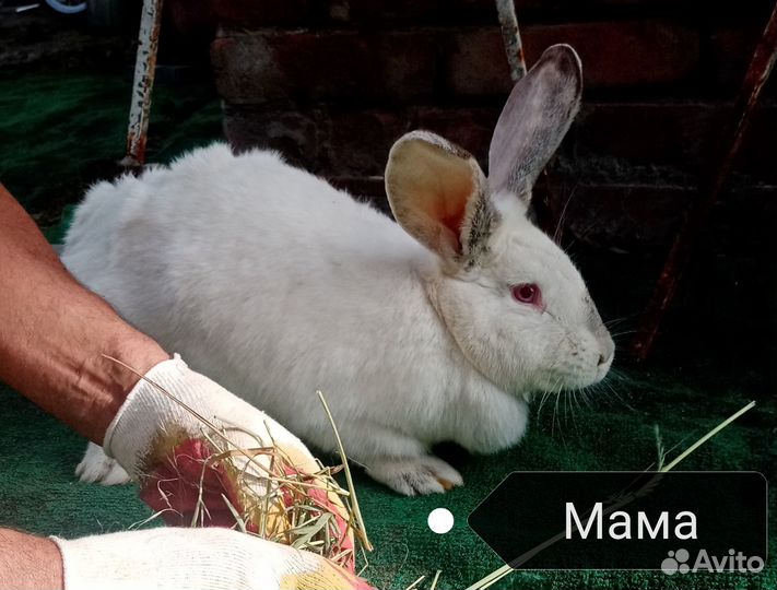 Продаются кролики