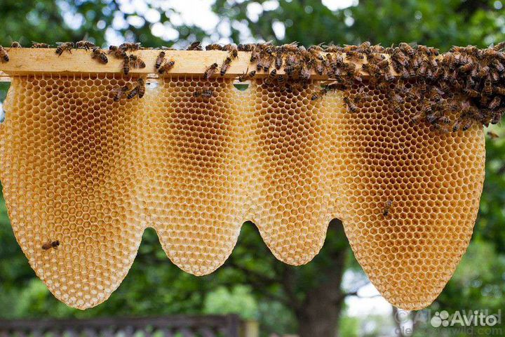 Курсы пчеловодства на пасеке