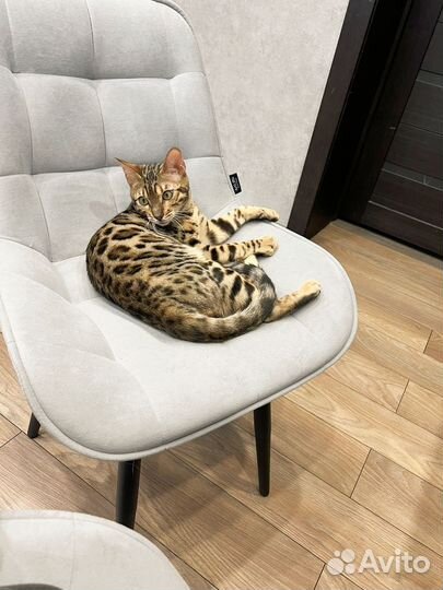 Бенгальский кот