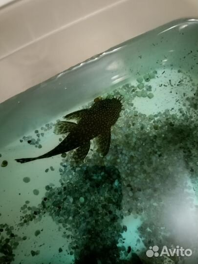 Сомики анциструсы