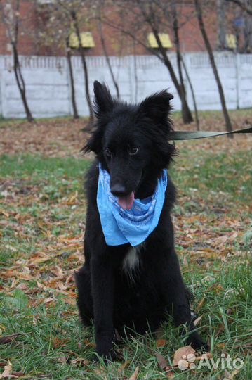 Изумительный молодой пёс сидит в приютской клетке