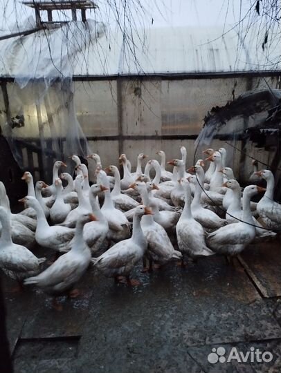 Домашние Петухи Оптом, Кур