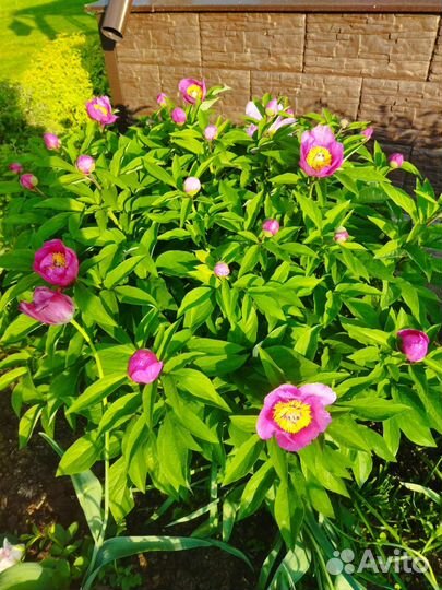 Пионы саженцы. Марьин корень