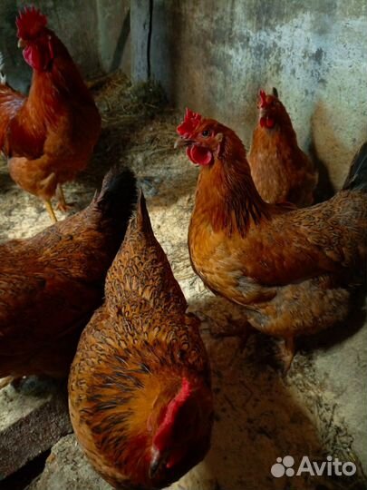 Инкубационное яйцо породистых кур