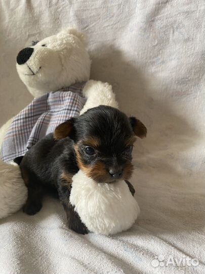 Йоркширский терьер