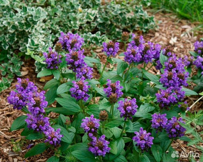 Черноголовка смесь многолетник