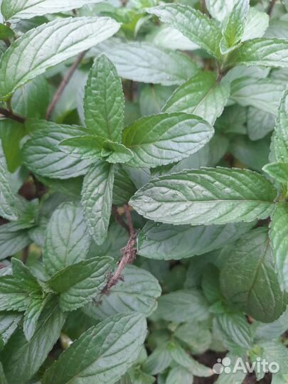 Мята шоколадная