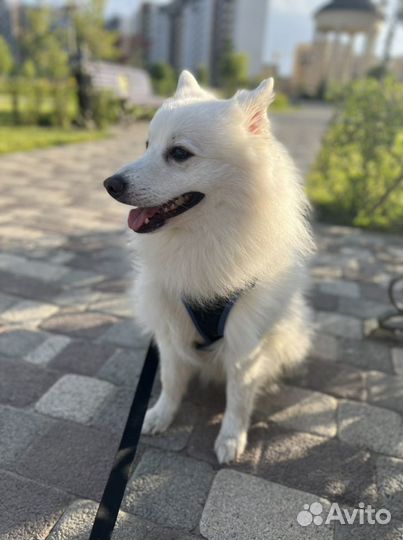 Японский шпиц вязка