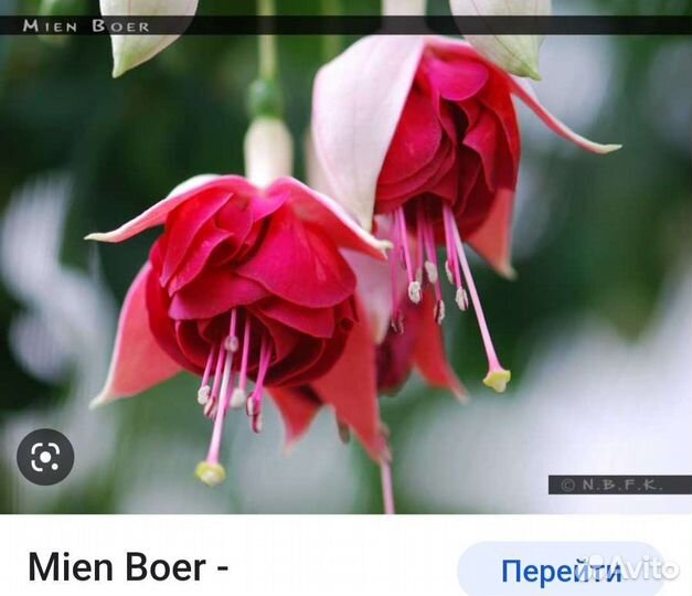 Черенки фуксии