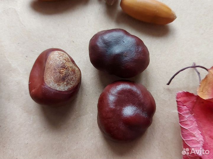 Природные материалы для поделки Набор