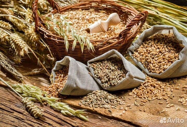 Зерно. Пшеница. Ячмень. Кукуруза. Подсолнечник.лнр