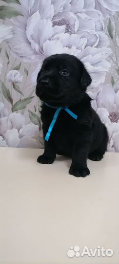 Щенки лабрадора