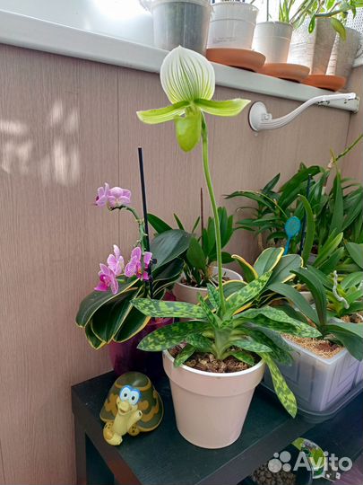 Орхидея венерин башмачок