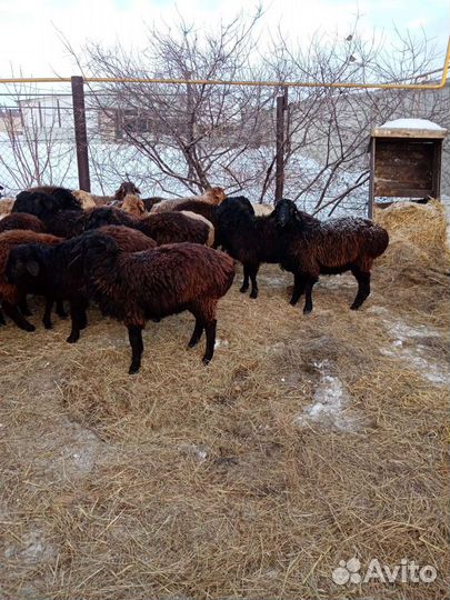 Овцы бараны