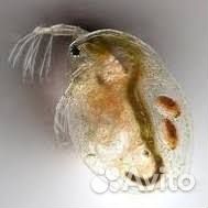 Аулофорус, дафния моина