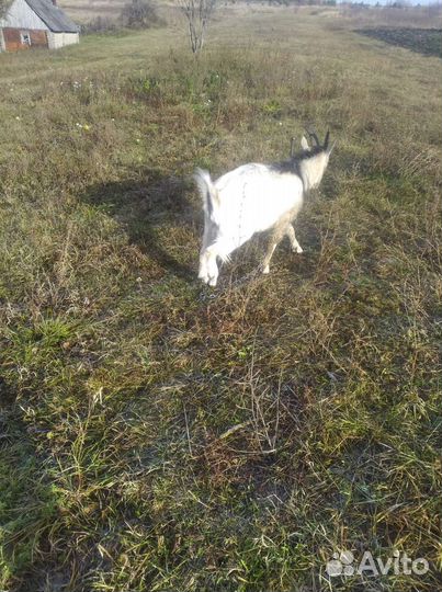 Молодой козел