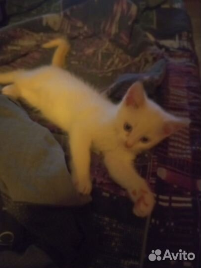 Котик в добрые руки