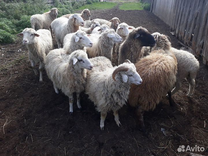 Овцы и бараны