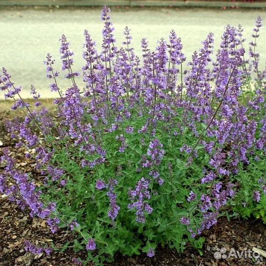 Котовник фассена рассада саженцы