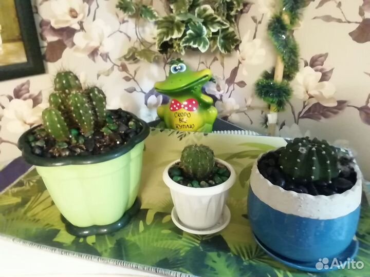 Кактусы