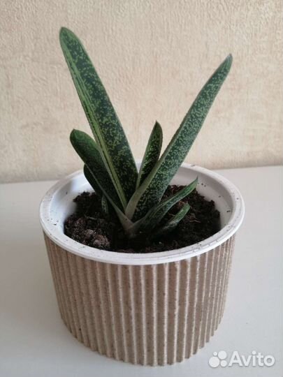 Хлорофитум, гастерия,толстянка, алое-вера