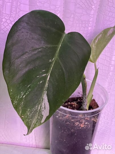 Монстера минт