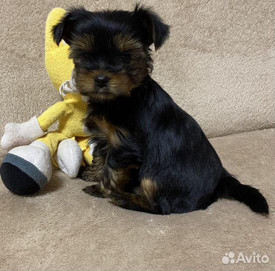 Йоркширский терьер