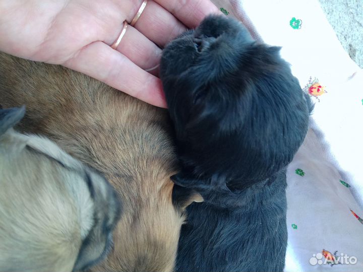 Щенки пекинеса