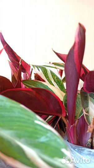 Строманта трехцветная или триколор