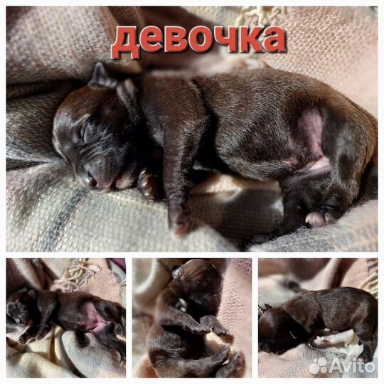 Шикарные щенки Пит Буль терьера