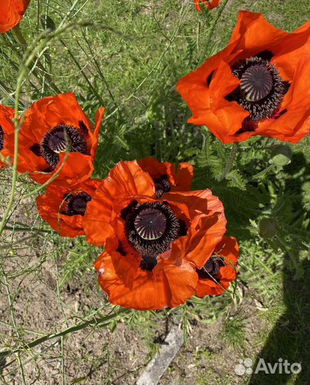 Семена Саженцы Мака восточного декоративного