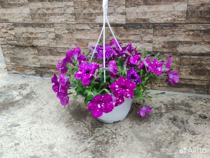 Петуния ампельная, изи, тайдел