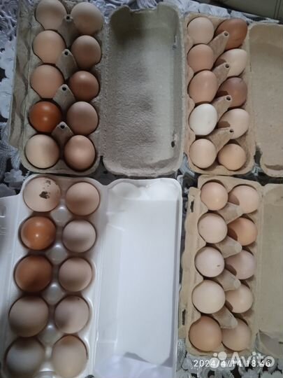 Инкубационное яйцо кур несушек