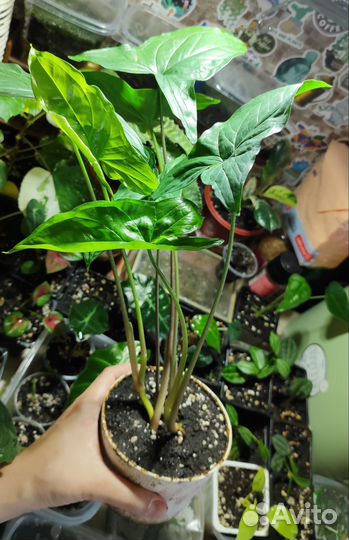 Сингониум Империал