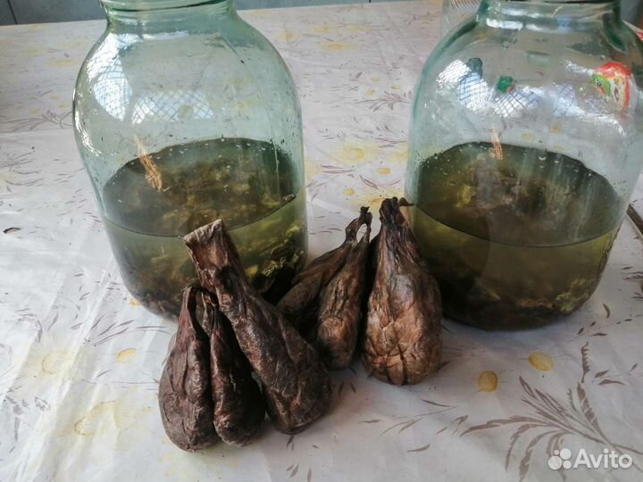 Барсучий жир с Алтая