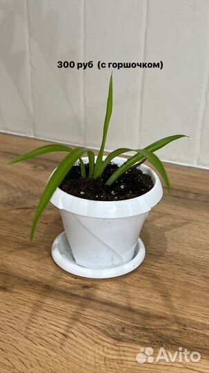 Замиокулькас долларовое дерево