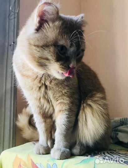 Чудо котик в добрые руки