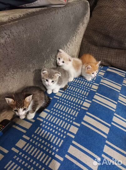 Котята в добрые руки бесплатно