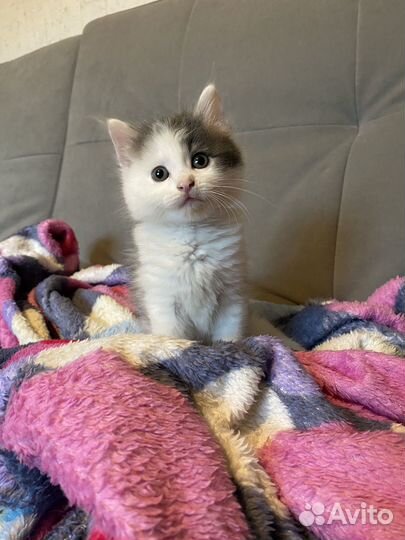 Отдам котят