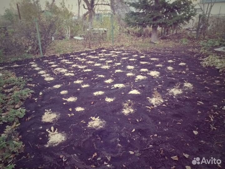 Саженцы (сеянцы) липы