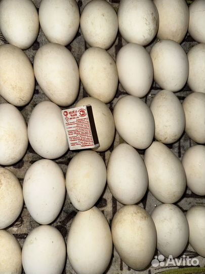 Гусийный яйца