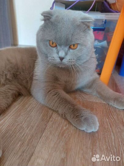 Британский кот на вязку