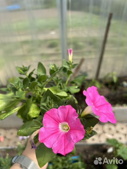 Петуния ампельная