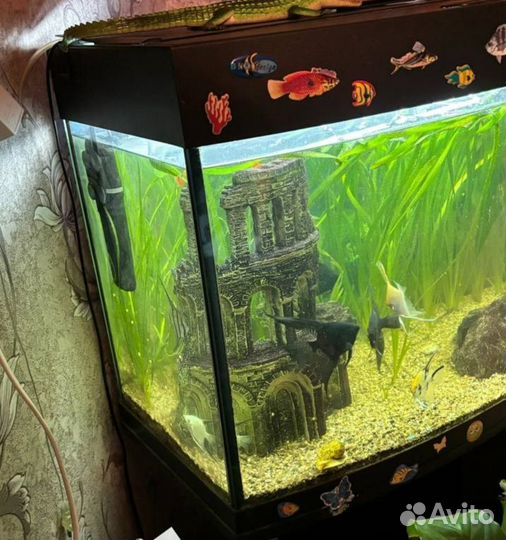 Аквариум 100 литров