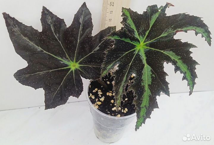 Комнатные растения цветы