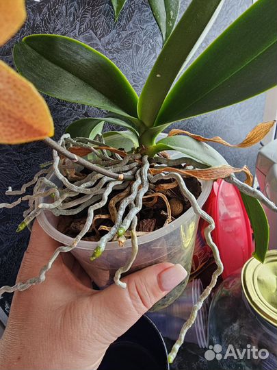 Орхидея фаленопсис