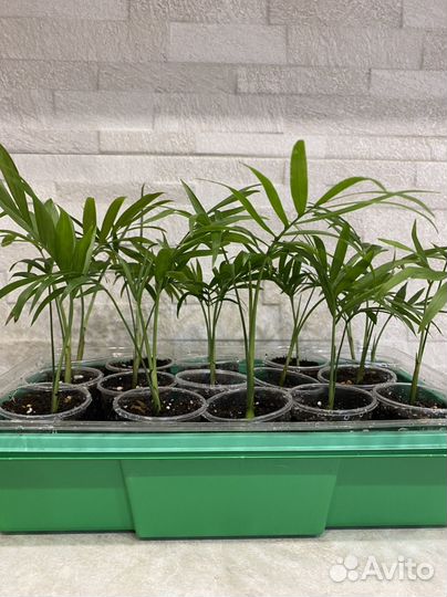 Хамедорея пальма